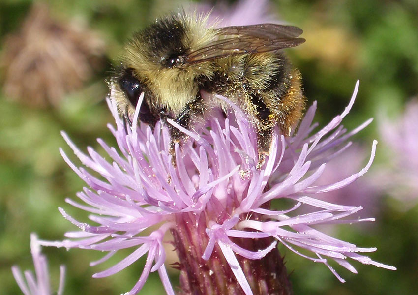 Shrill Carder bee on flower