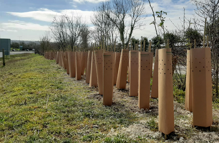 A large number of tree saplings planted on a verge next to a busy road. Saplings have biodegradable tree guards.