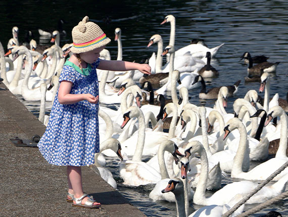 A child feeding lots of swans and some geese by a lake.