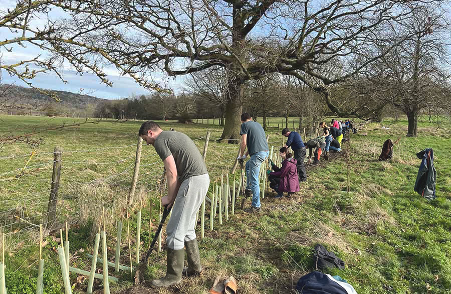 KCC environmental champions planting a hedge in Maidstone.