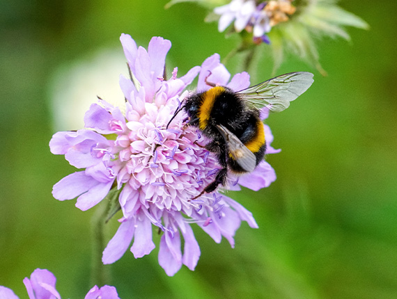 A bumblebee on a flower