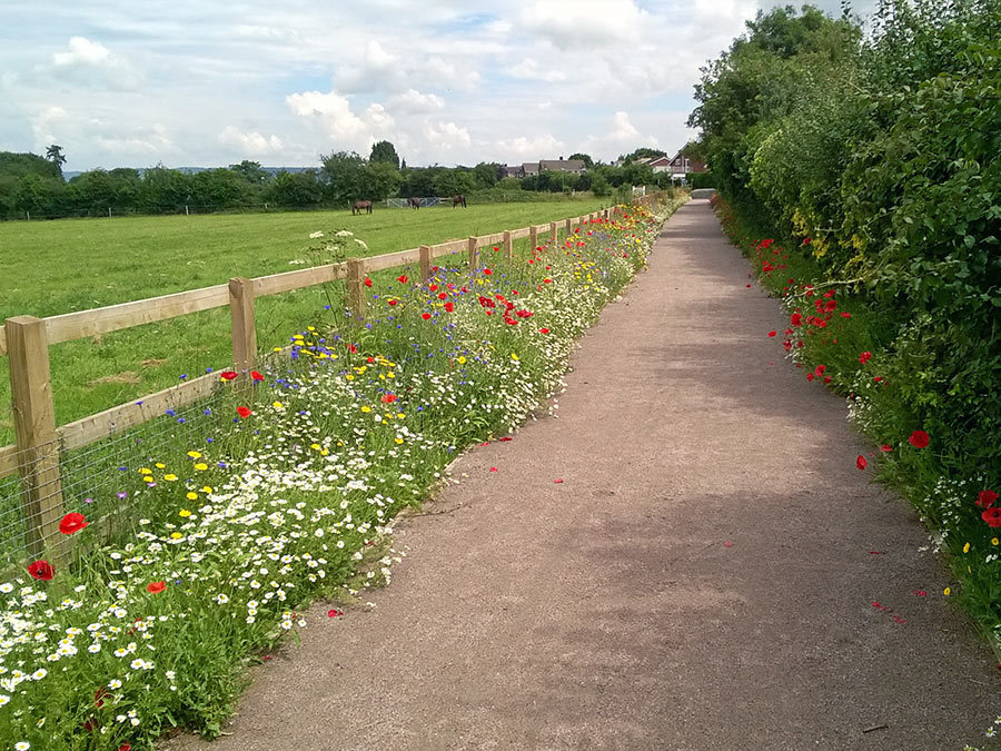 An even and wide country path, bordered by wild flowers and a new wooden fence. 