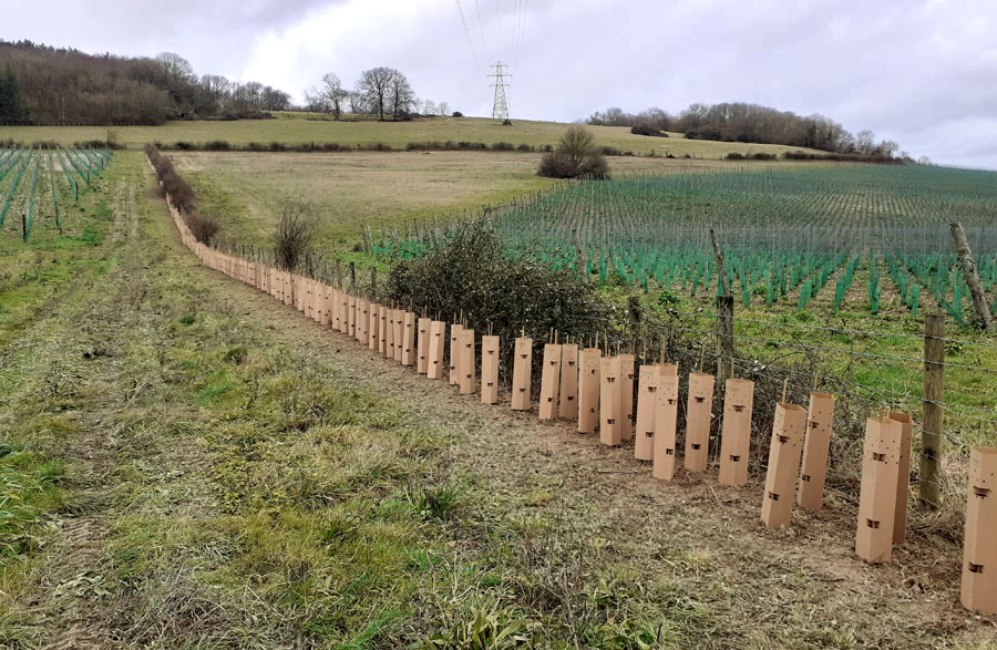 Large number of planted saplings. Showing a combination of plastic and biodegradable tree guards.