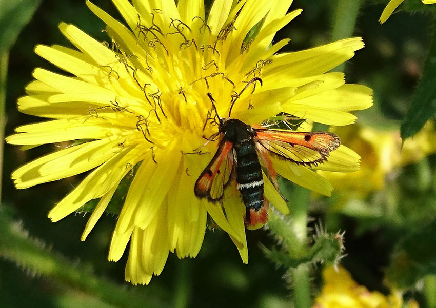 Fiery Clearwing moth on a yellow flower