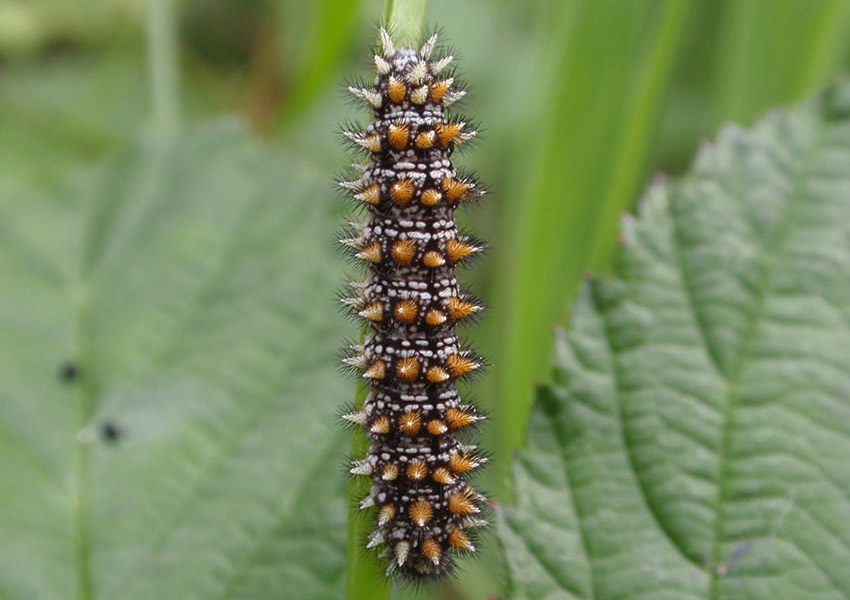Heath Fritillary caterpillar on some leaves