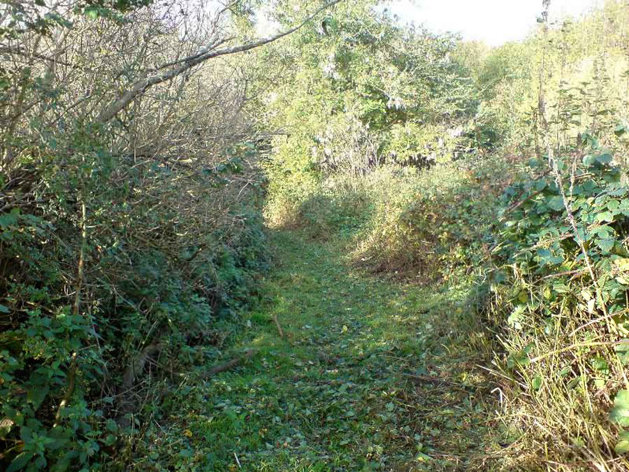 A narrow overgrown track without paving, between two overgrown hedgerows