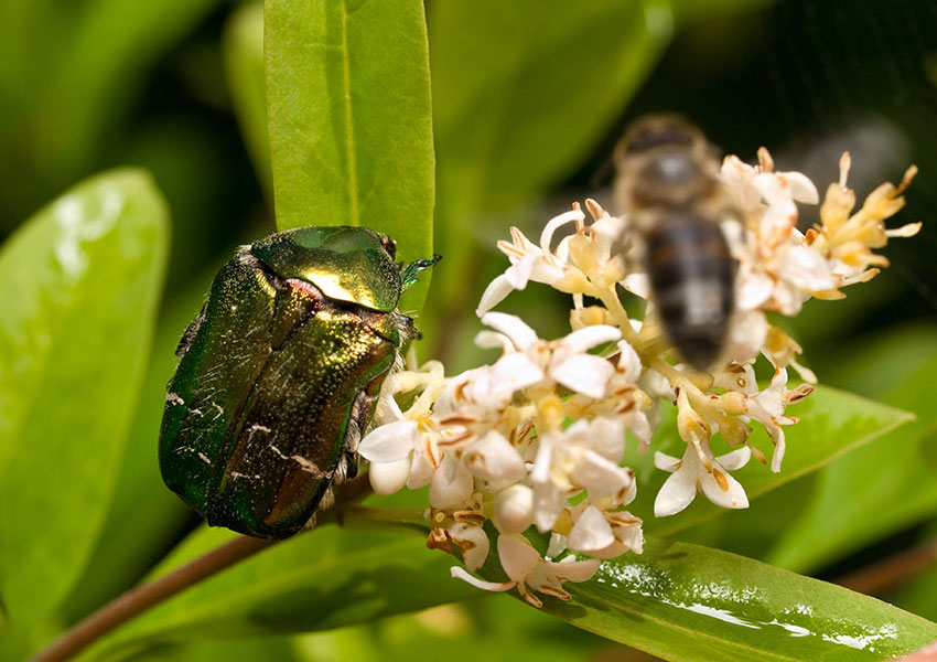 Noble chafer beetle on flowers